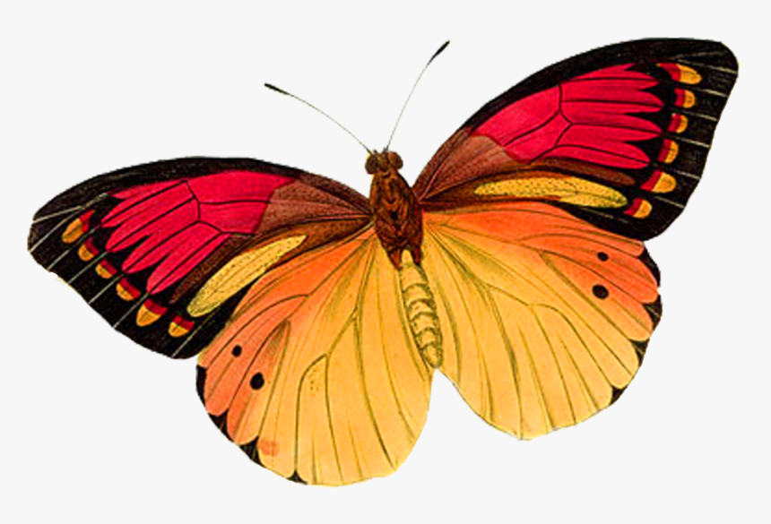 Red And Gold Butterfly, HD Png Download, Free Download