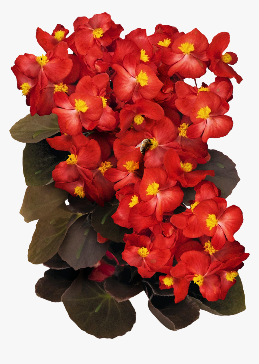 Transparent Begonia Png - Begonia Semperflorens Png, Png Download, Free Download