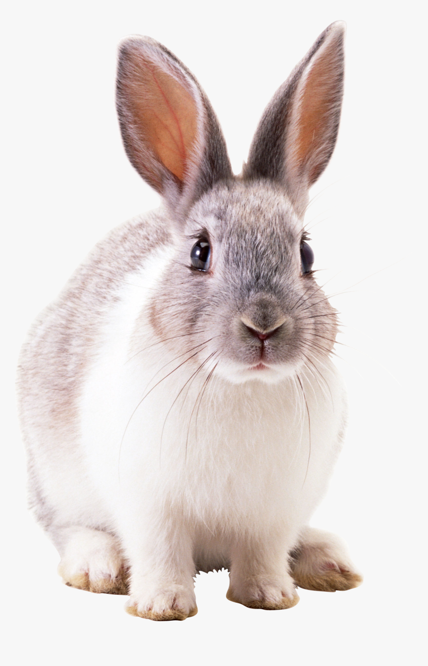 Rabbit Png, Transparent Png, Free Download