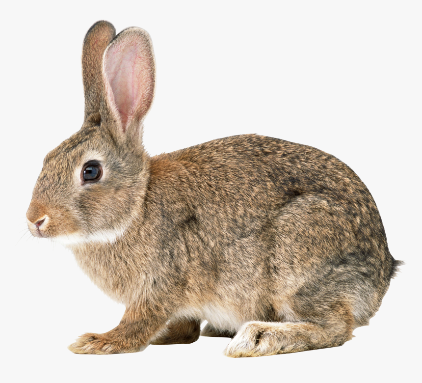 Rabbit Transparent Background, HD Png Download, Free Download