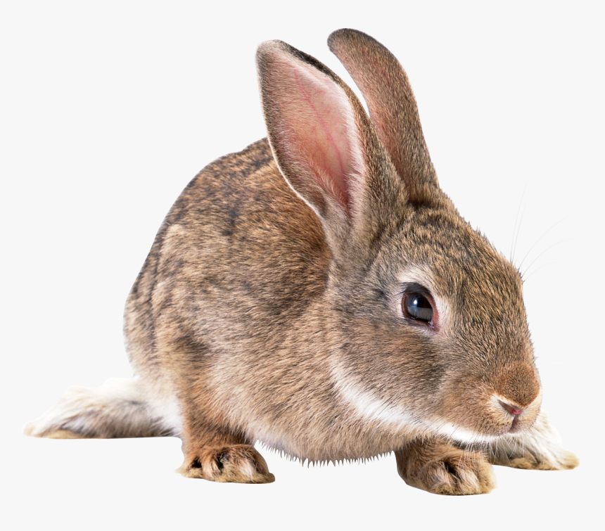 Download Rabbit Png Picture - Transparent Rabbit, Png Download, Free Download