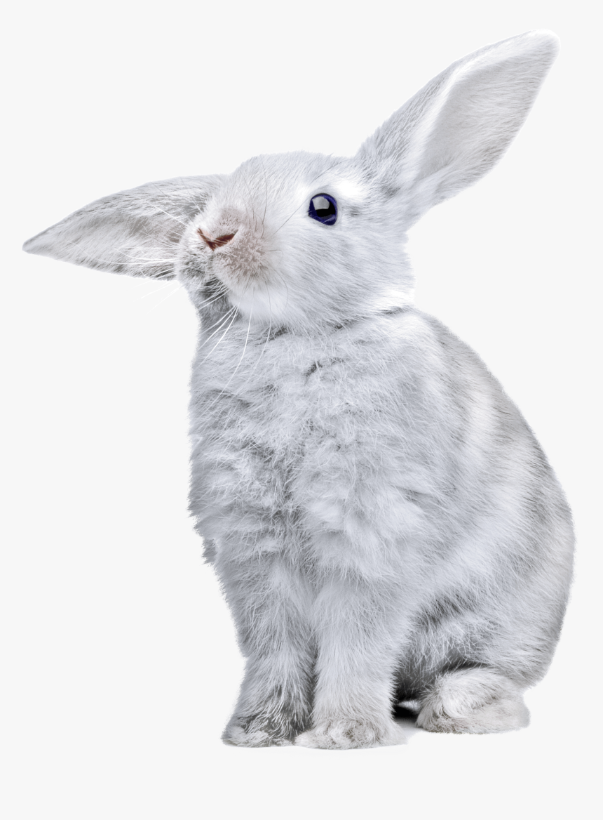 Rabbit Listening - Bunny Png, Transparent Png, Free Download