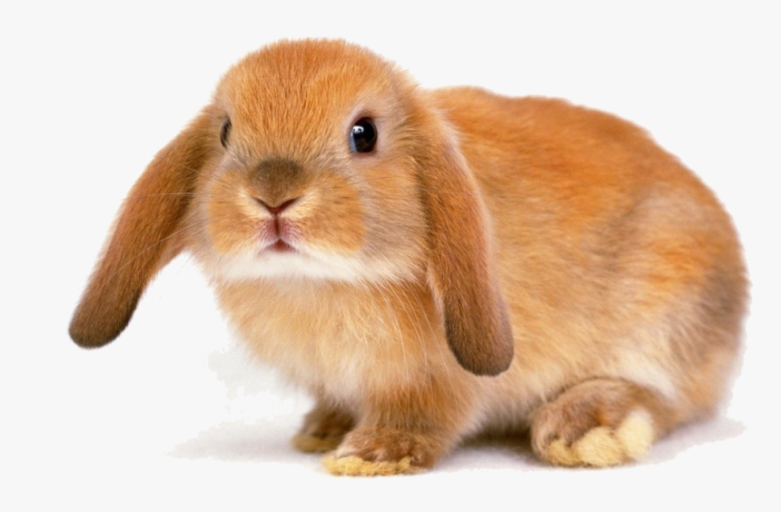 Rabbit Bunny Transparent Image - Rabbit Transparent, HD Png Download, Free Download