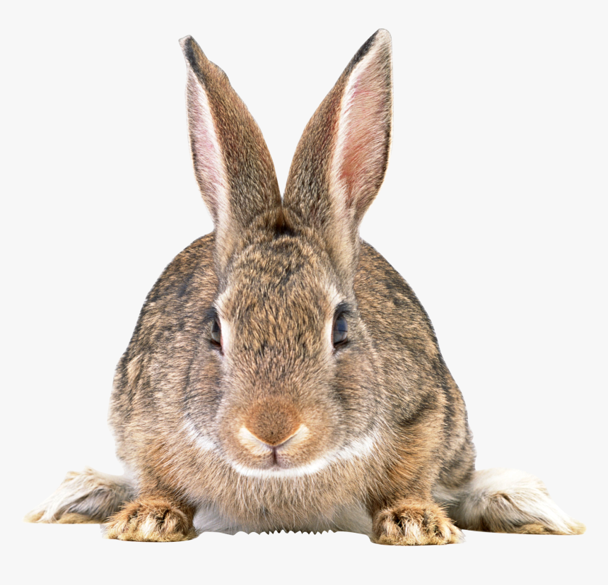 Cottontail Rabbit Png, Transparent Png, Free Download