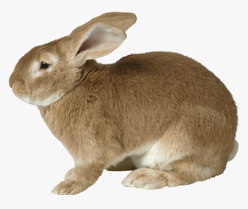 Rabbit Bunny Png Transparent Image - Rabbit Png, Png Download, Free Download