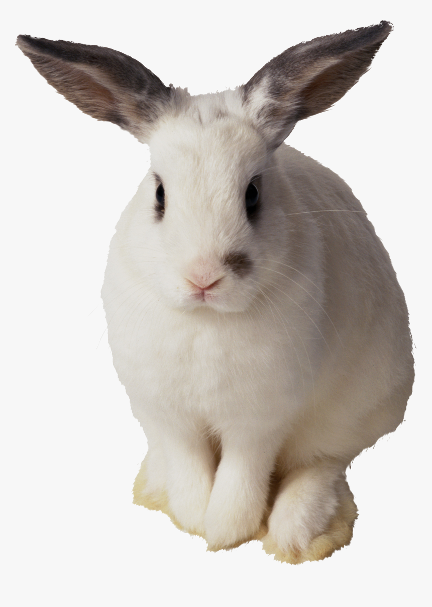 Rabbit Transparent, HD Png Download, Free Download