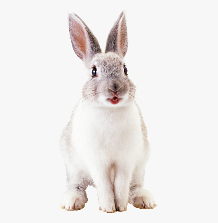 Rabbit Hd Photo Png Images - Cute Rabbit Png, Transparent Png, Free Download