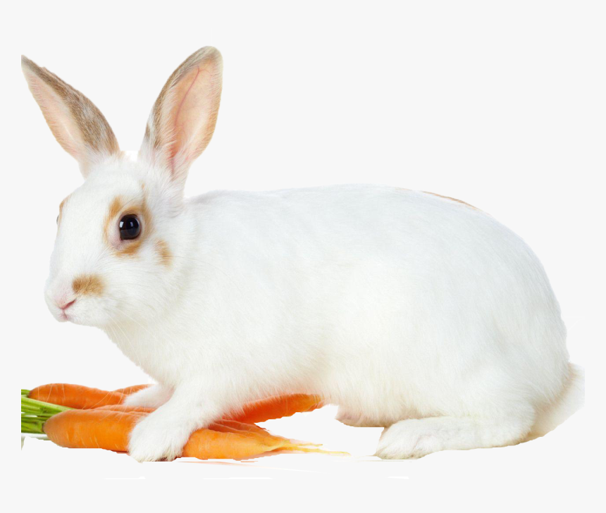 Rabbit Png Photo Background - Rabbit With Carrots, Transparent Png, Free Download
