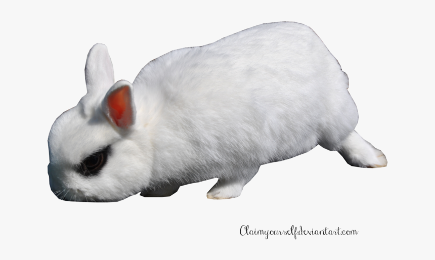 Transparent Background Rabbit Png Transparent, Png Download, Free Download