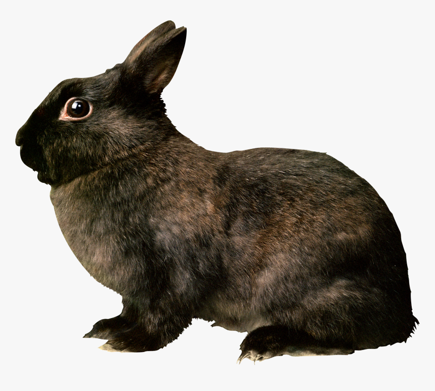 Black Rabbit Png Image - Pet Rabbit Rat Bite Fever, Transparent Png, Free Download