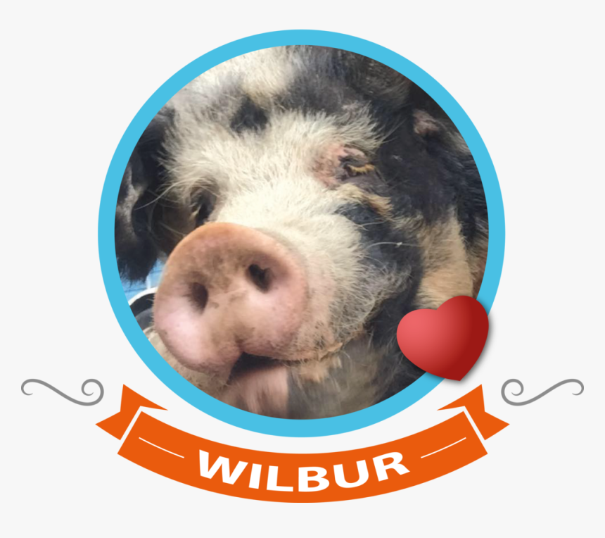 - Domestic Pig - Domestic Pig, HD Png Download, Free Download