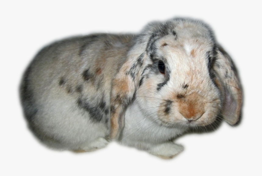 Image Rabbit Transparent Png - Rabbits Clip Art Transparent Background, Png Download, Free Download