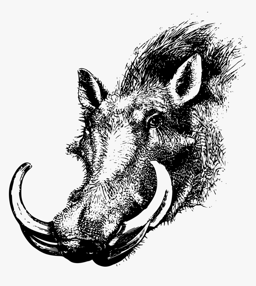 Drawing Of Warthog Head, HD Png Download, Free Download