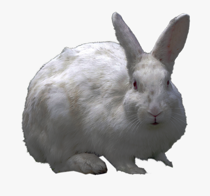 Png Collection Rabbit Clipart - Transparent Background White Bunny Png, Png Download, Free Download