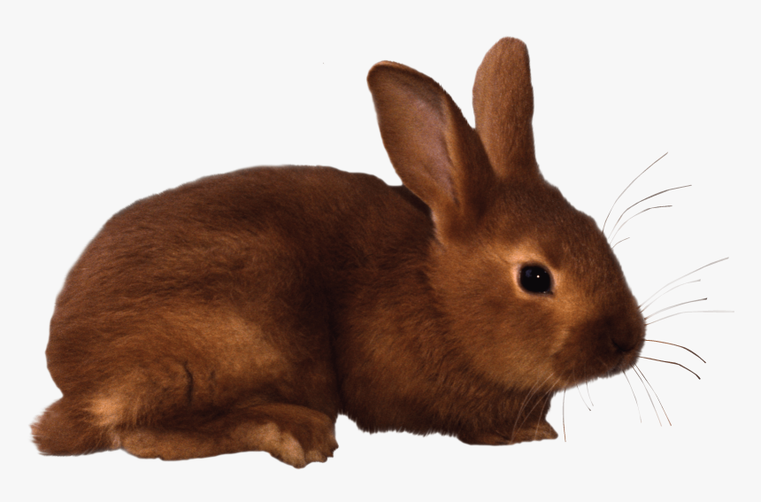Brown Rabbit Png Image - Rabbit Clipart, Transparent Png, Free Download