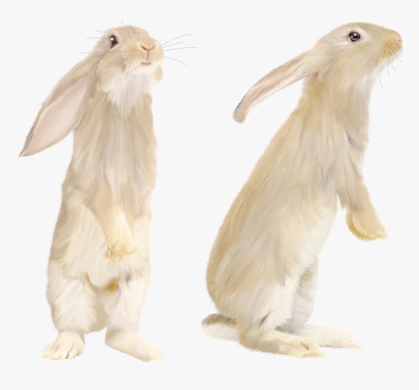 White Rabbit Png - White Rabbit Standing Png, Transparent Png, Free Download