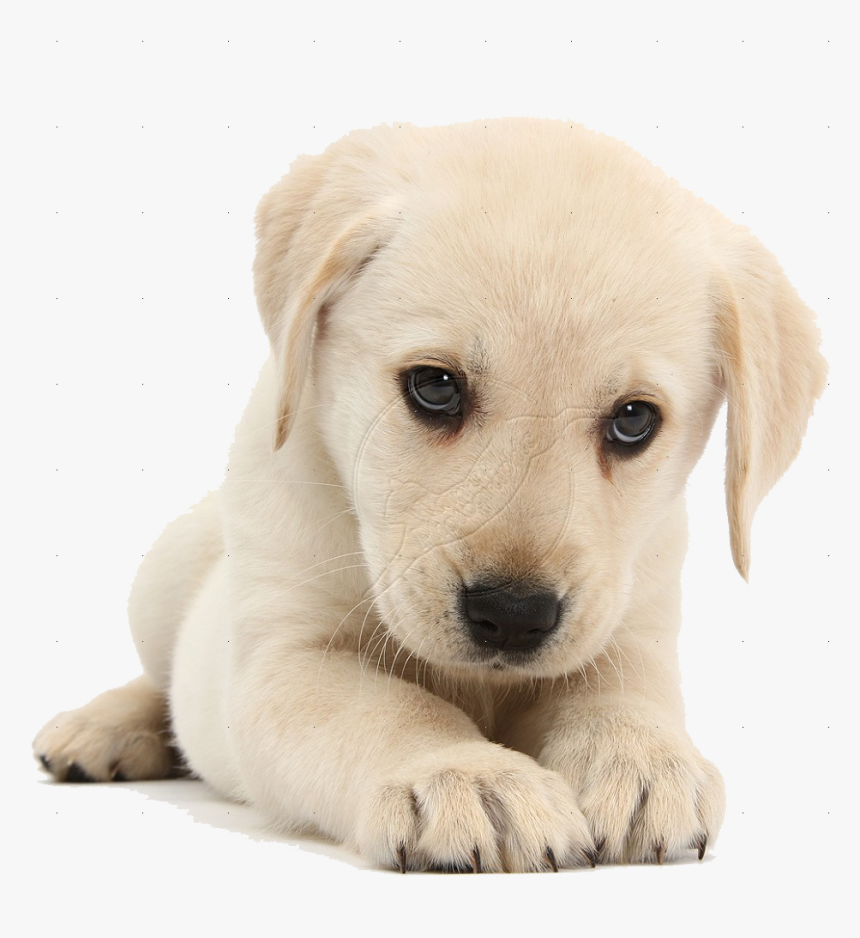 Puppy Png, Transparent Png, Free Download