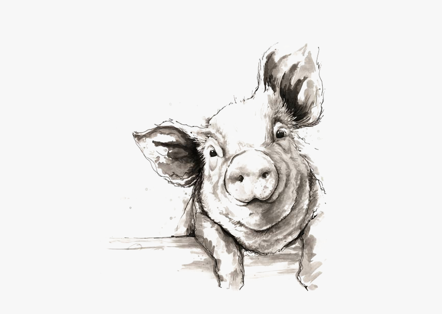 Sketch Domestic Illustration Pig Watercolor Painting Black And White Pig Drawing Hd Png Download Kindpng