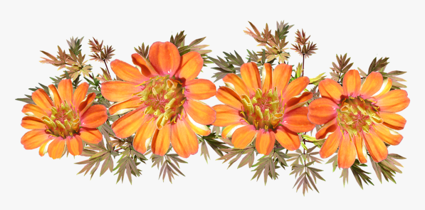 Protea Family, HD Png Download, Free Download