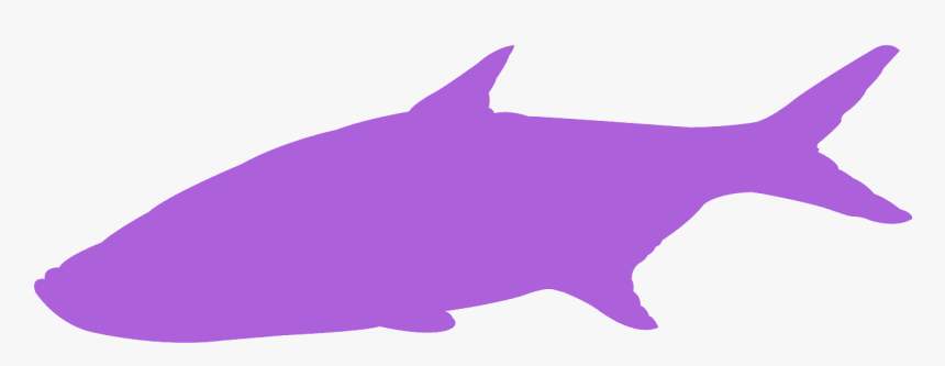 Tarpon Silhouette Free, HD Png Download, Free Download