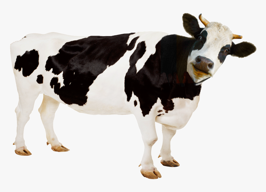 Cross Breed Of Cow And Horse, HD Png Download, Free Download