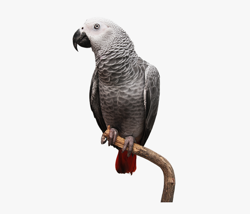 Pet Bird Transparent Background, HD Png Download, Free Download