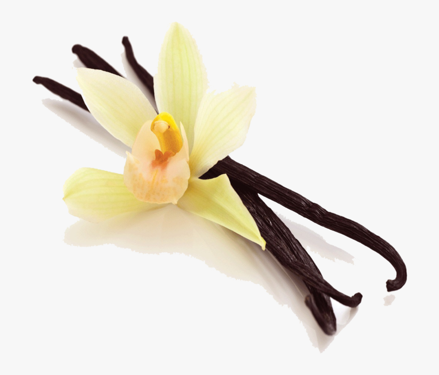 Vanilla Bean Png Picture - Transparent Vanilla Bean, Png Download, Free Download