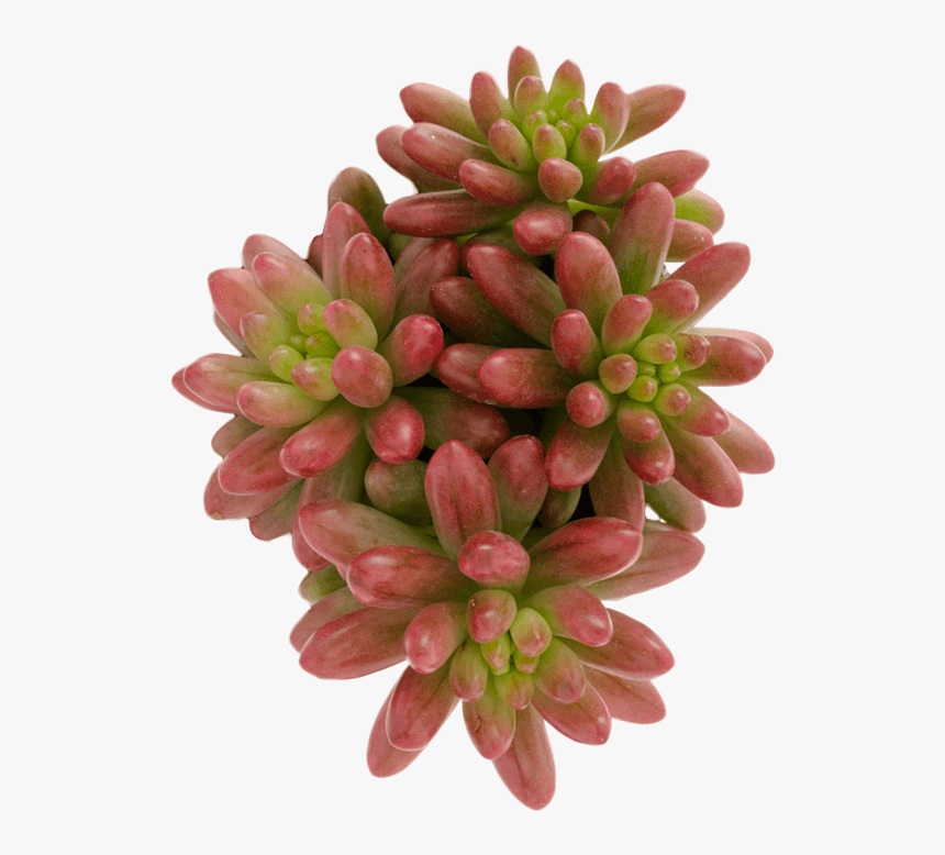 Clip Art Jelly Bean Succulent - Pachyphytum, HD Png Download, Free Download