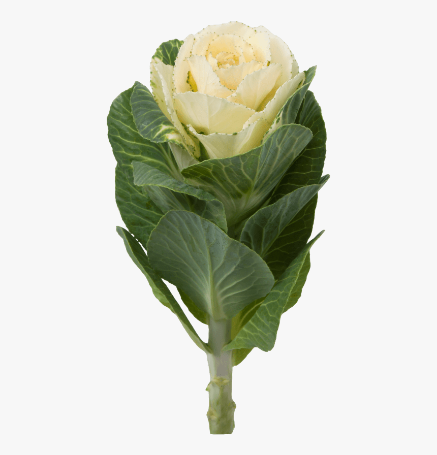 Kale Green Crane - Garden Roses, HD Png Download, Free Download