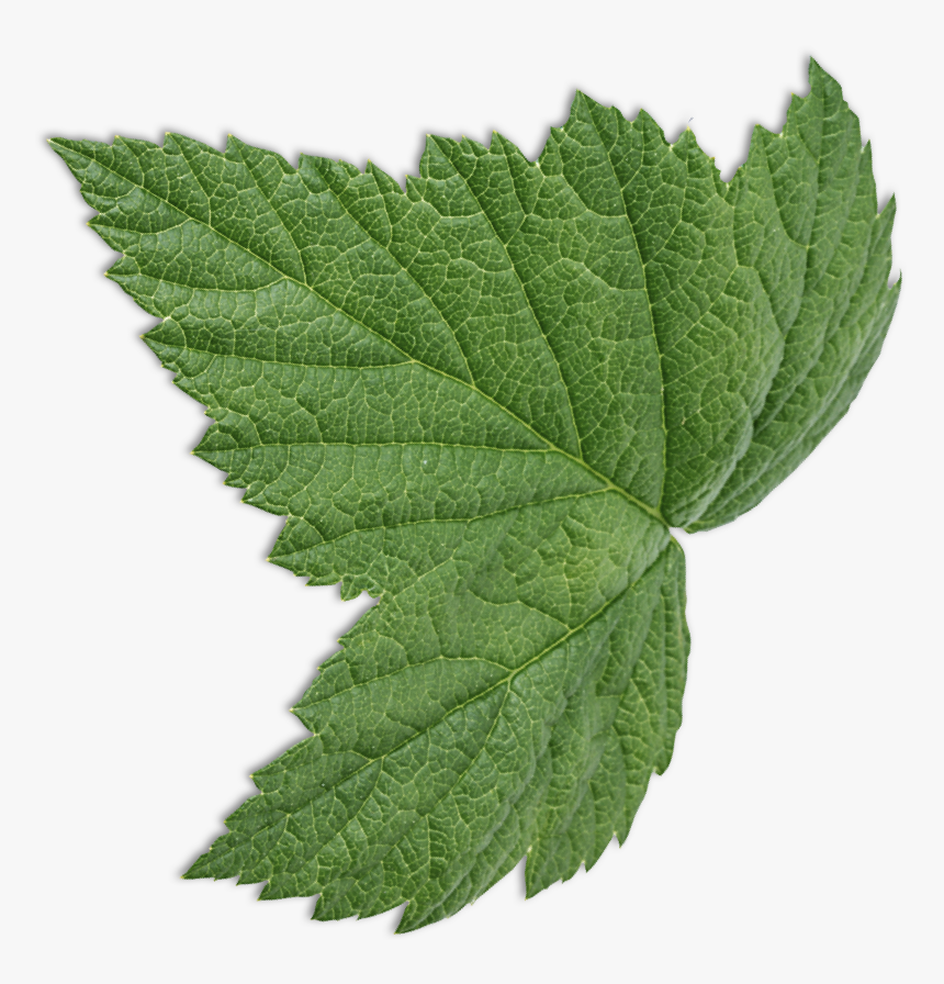 Leaf - Canoe Birch, HD Png Download, Free Download