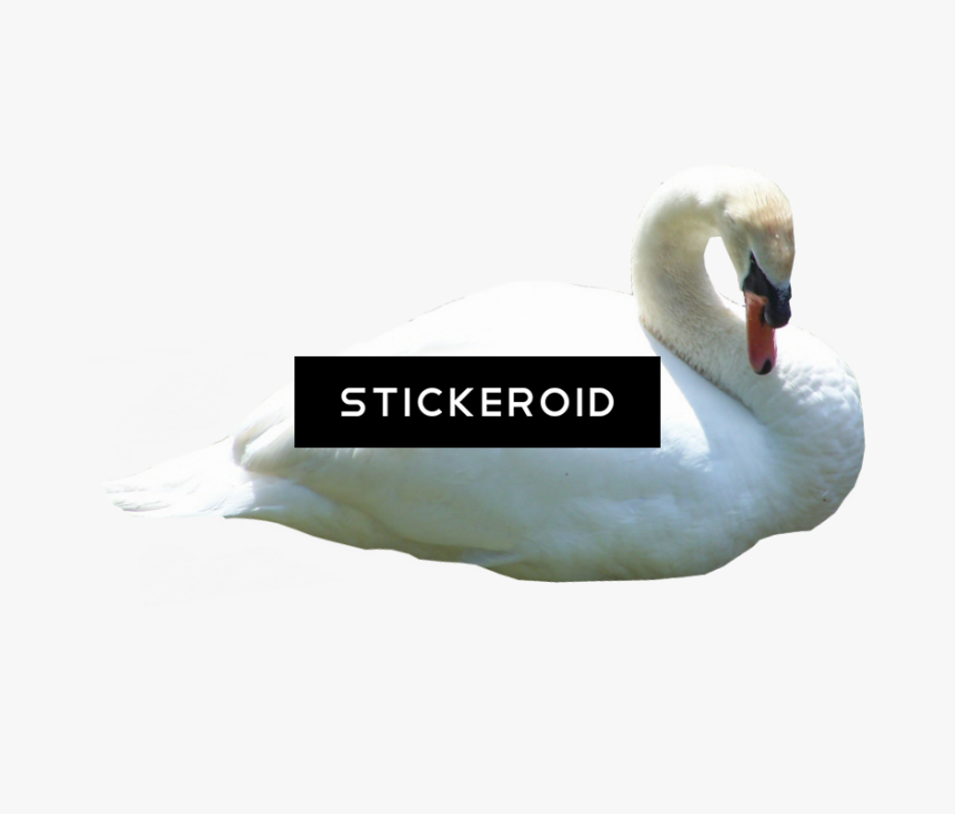 Bella Swan Twilight - Tundra Swan, HD Png Download, Free Download