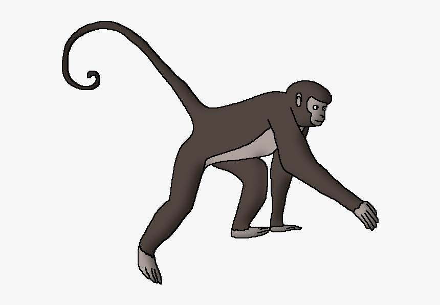 Wildlife Animal Pedia Wiki - Spider Monkey Png, Transparent Png, Free Download