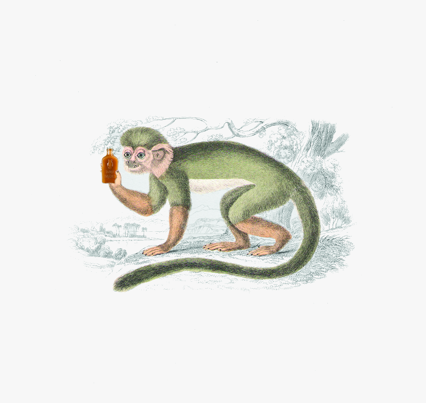 Transparent Spider Monkey Png - Serpent, Png Download, Free Download