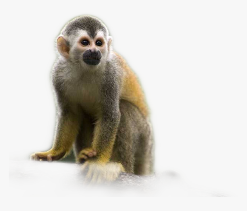 #monkey - Monkey On A Branch, HD Png Download, Free Download