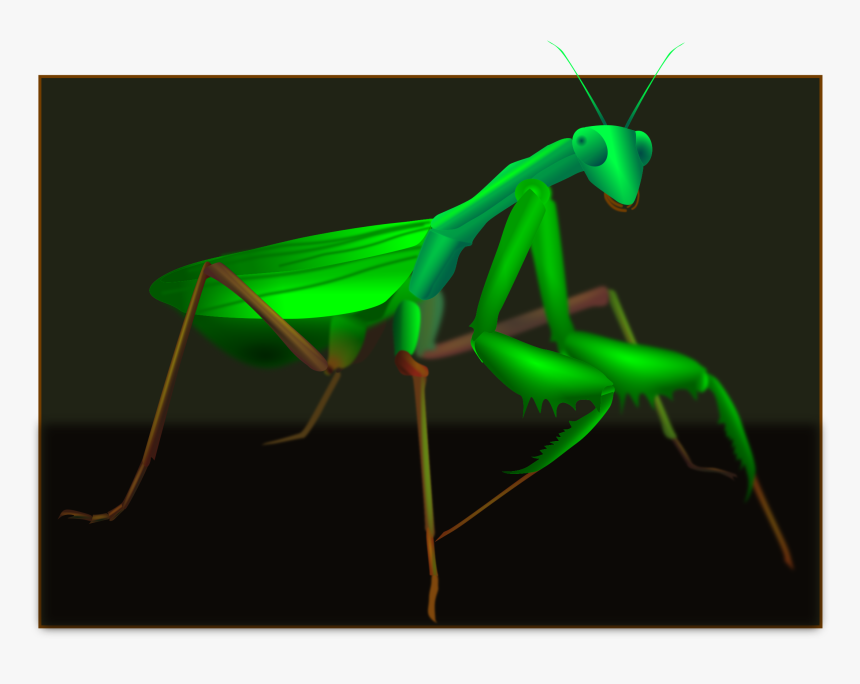 Art,grasshopper,mantis - Mantidae, HD Png Download, Free Download