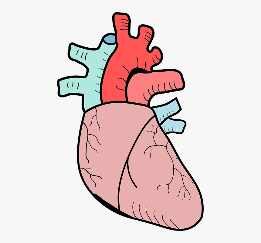 Heart, The Anatomy Of A, Biology, Medical, People, HD Png Download, Free Download