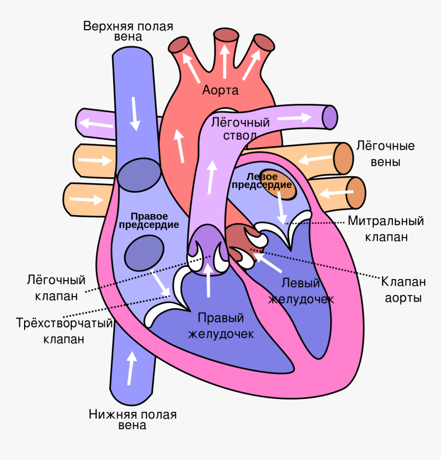 Diagram Of The Heart, HD Png Download, Free Download