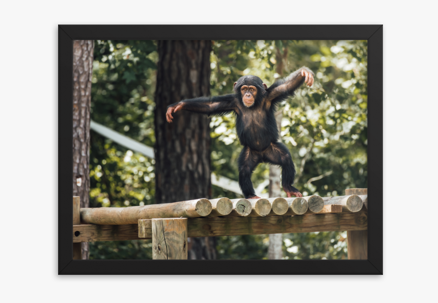 Orangutan, HD Png Download, Free Download