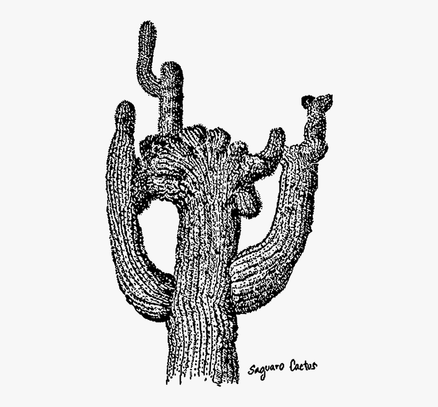 Cactus, Dig, Saguaro - Clip Art Transparent Black And White Cactus Tall, HD Png Download, Free Download