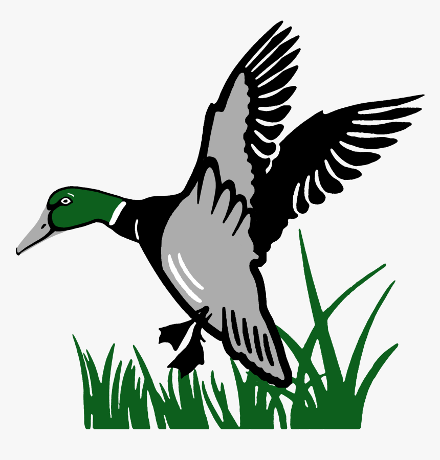 Mallard, HD Png Download, Free Download