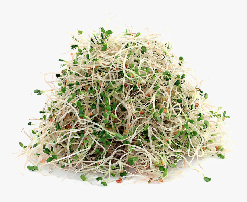 Download Alfalfa Png File, Transparent Png, Free Download