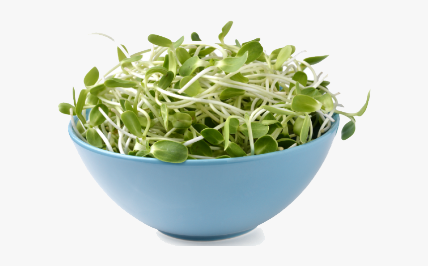 Download Alfalfa Png Image - Alfalfa Png, Transparent Png, Free Download