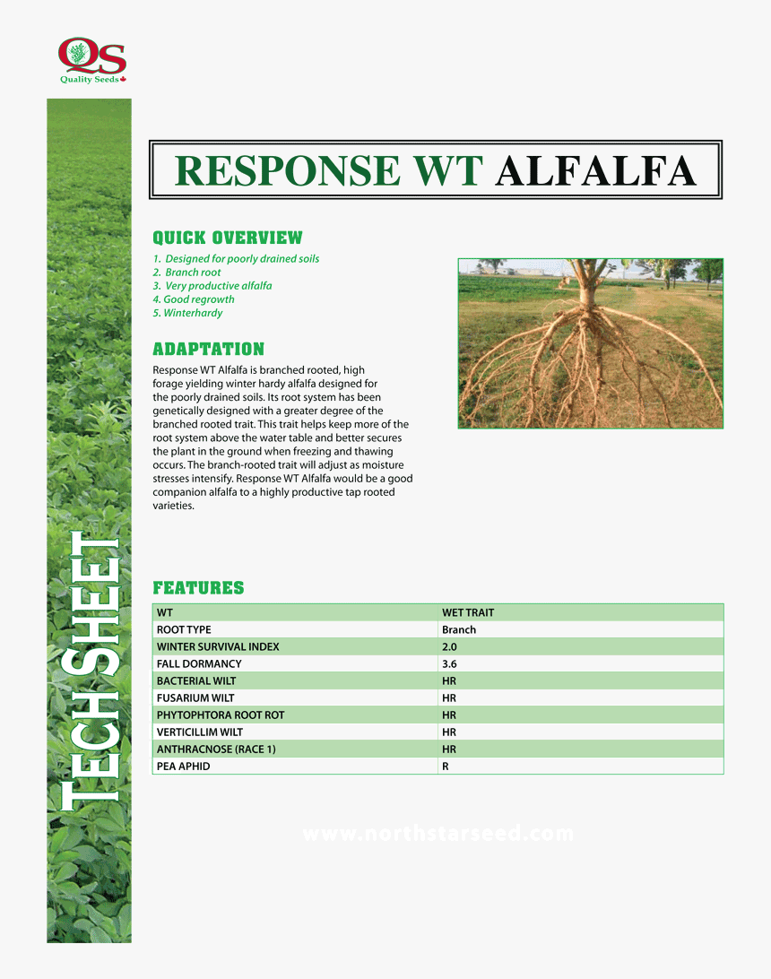 Response Wt Alfalfa - Alfalfa, HD Png Download, Free Download