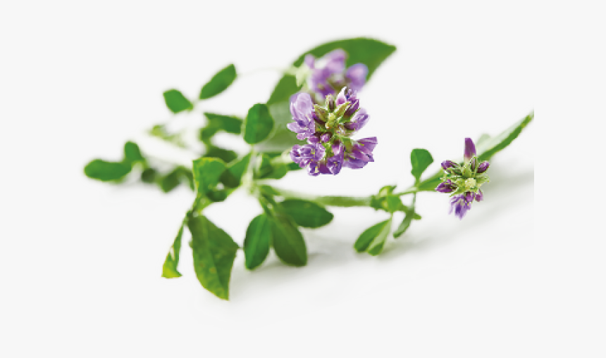 Alfalfa - Malpighiales, HD Png Download, Free Download