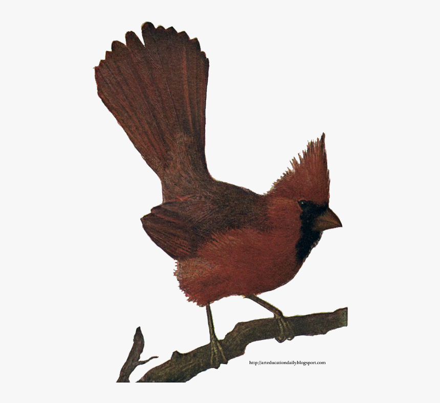 Transparent Cardinal Bird Png - Perching Bird, Png Download, Free Download