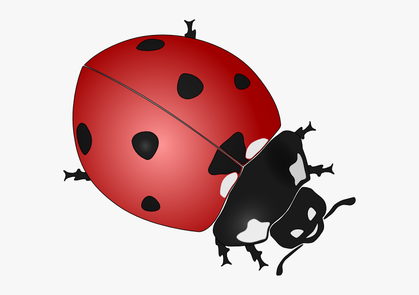 Ladybug Cartoon Image - Black And White Ladybug Vector, HD Png Download, Free Download