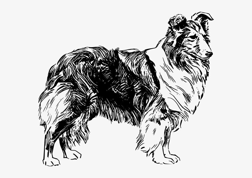 Transparent Dog Drawing Png - Drawing Of A Sheep Dog, Png Download, Free Download