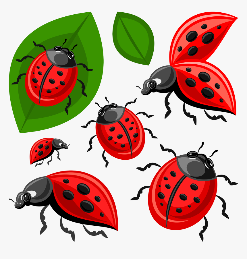 Ladybird Beetle Clip Art, HD Png Download, Free Download