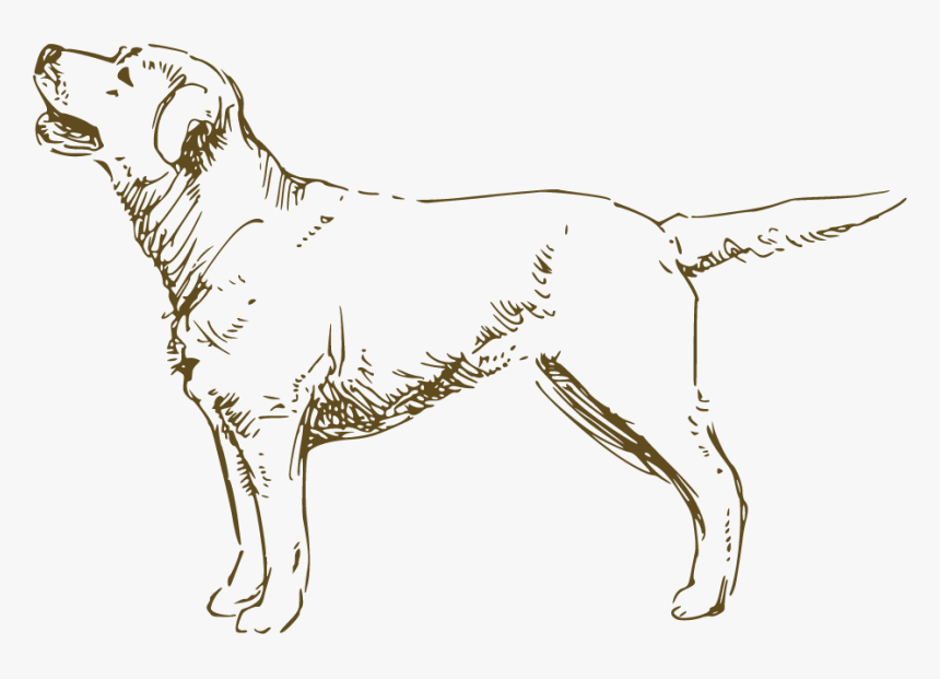 Hunting Dog, HD Png Download, Free Download