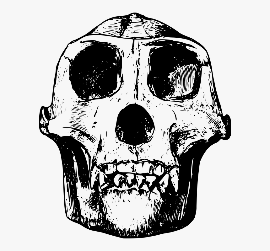Animal, Bone, Gorilla, Head, Mammal, Skull - Gorilla Skull Line Art, HD Png Download, Free Download